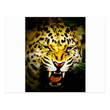 Roaring Leopard Postcards