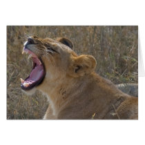 Roaring lion greeting card cards
