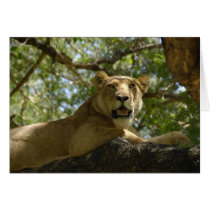 Roaring Lioness Greeting Card cards