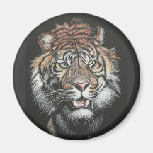 Roaring Tiger in Scratch Board Magnet