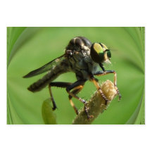 Robber Fly 5 ~ ATC Business Card