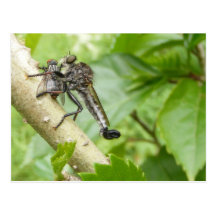 Robber fly w/Snack ~ postcard