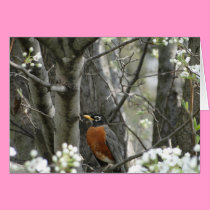 Robin & Bradford Pear Tree Blossoms, Spring cards