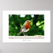 Robin, British birds, Poster