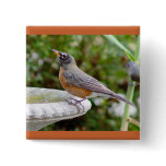 Robin Button