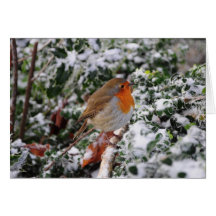 Robin Christmas Card