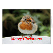 Robin Christmas Card