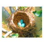 Robin Eggs in a Backyard Tree Nest Announcement