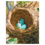 Robin Eggs in a Backyard Tree Nest letterhead