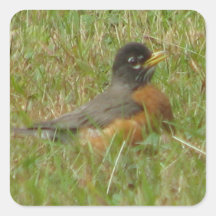 Robin in the Grass Square Sticker