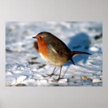 robin in the snow poster FROM 14.95