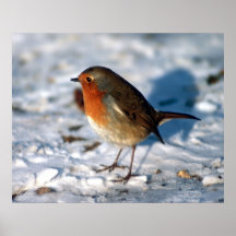 Robin In The Snow Posters