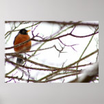 Robin on canvas posters