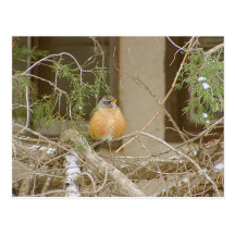 Robin On Snowy Juniper Post Card