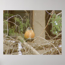 Robin On Snowy Juniper Posters