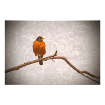 Robin Photo with Damask Swirl Design