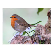 Robin Post Card