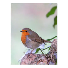 Robin Post Cards