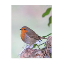 Robin Post Cards