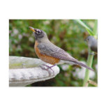 Robin Postcard