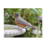 Robin Postcard