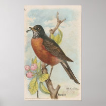 Robin Print