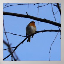 robin poster