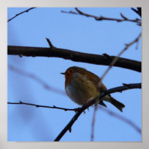 Robin Poster