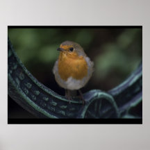 Robin Posters