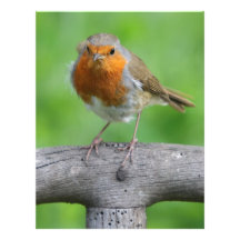 Robin red breast customized letterhead