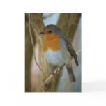 Robin Redbreast Greeting Cards