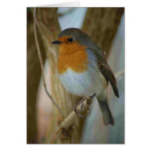 Robin Redbreast Greeting Cards