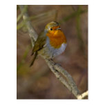 Robin Redbreast Post Card