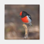 Robin Rouge-couvert Magnets Pour Réfrigérateur