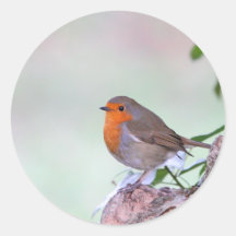 Robin Round Stickers