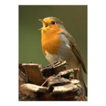 Robin Singing Invitation