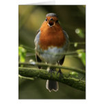 Robin Song Card