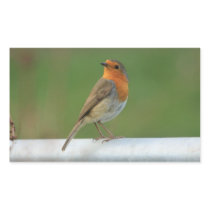 Robin Stickers