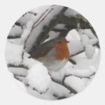 Robin Stickers