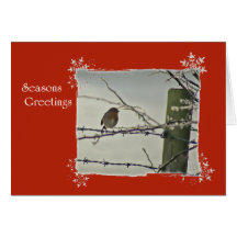 Robin winter scene cards