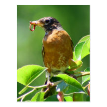 Robin With Worm Post Cards