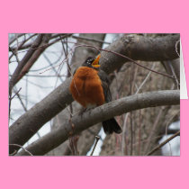 Robin & Wren, Joyful Noise cards