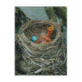Robin's nest postcard