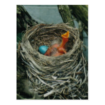 Robin's nest postcard