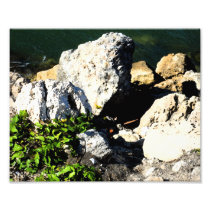 Rock abstract with green plant painterly photographic print