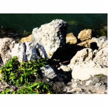 Rock abstract with green plant painterly acrylic cut out