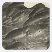 Rock carved by the Colorado Square Sticker