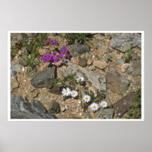 Rock Hard Plants Poster