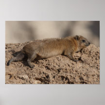 Rock Hyrax Poster