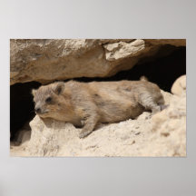 Rock Hyrax Posters